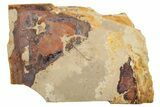 Fossil Leaf - McAbee, BC #262220-1